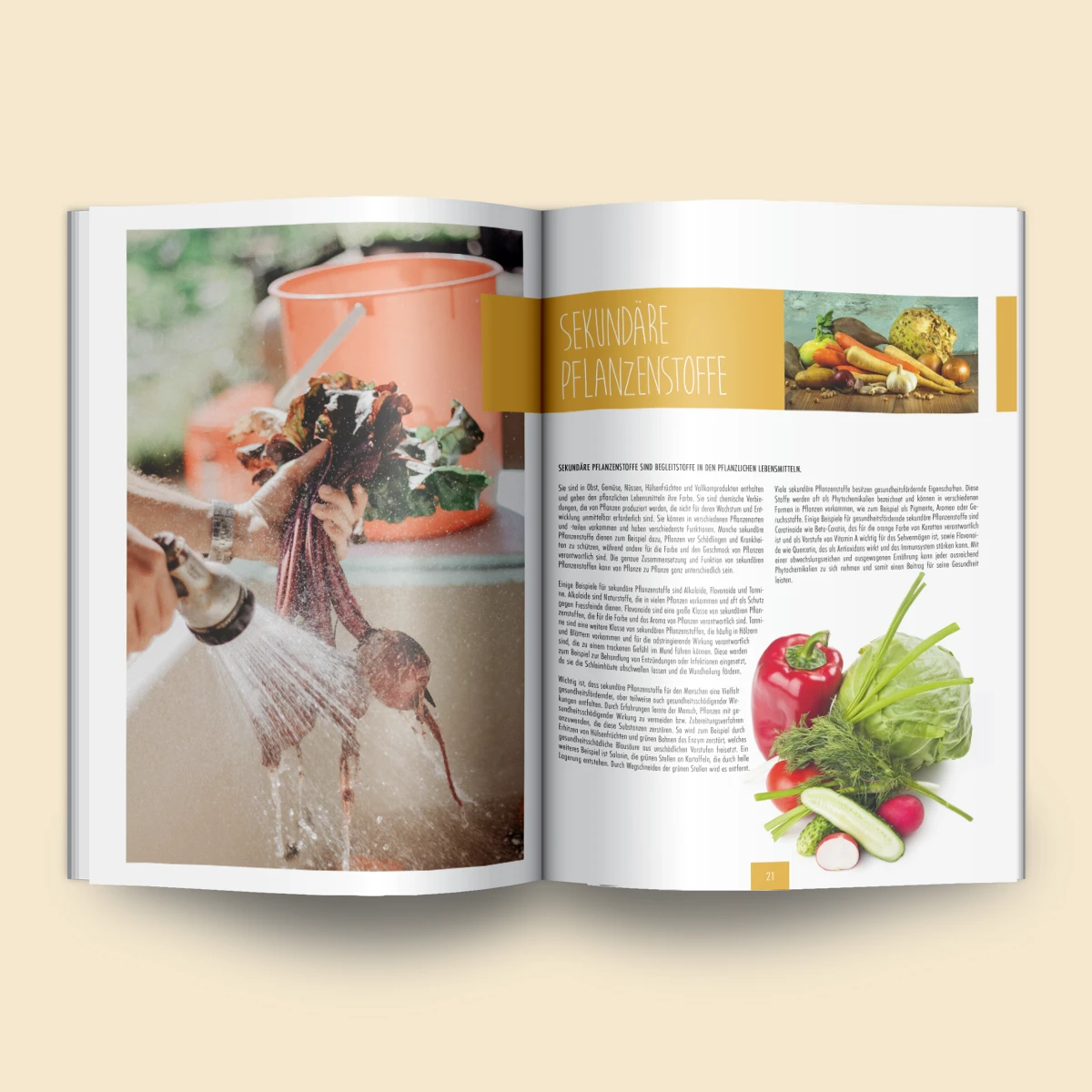 Schönes Layouts eines Handouts für den DHB-Hessen e.V.