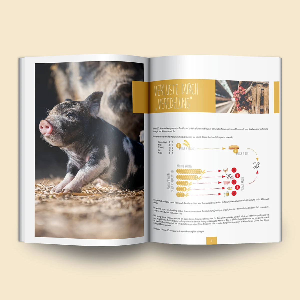 Schönes Layouts eines Handouts für den DHB-Hessen e.V.