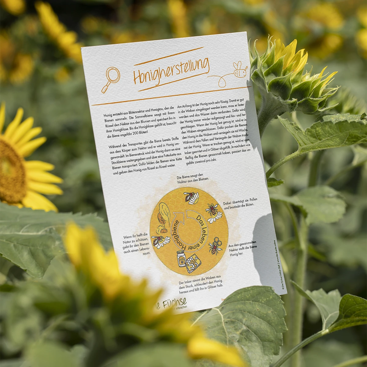 Arbeitsblatt zum Leben und zur Aufgabe der Bienen