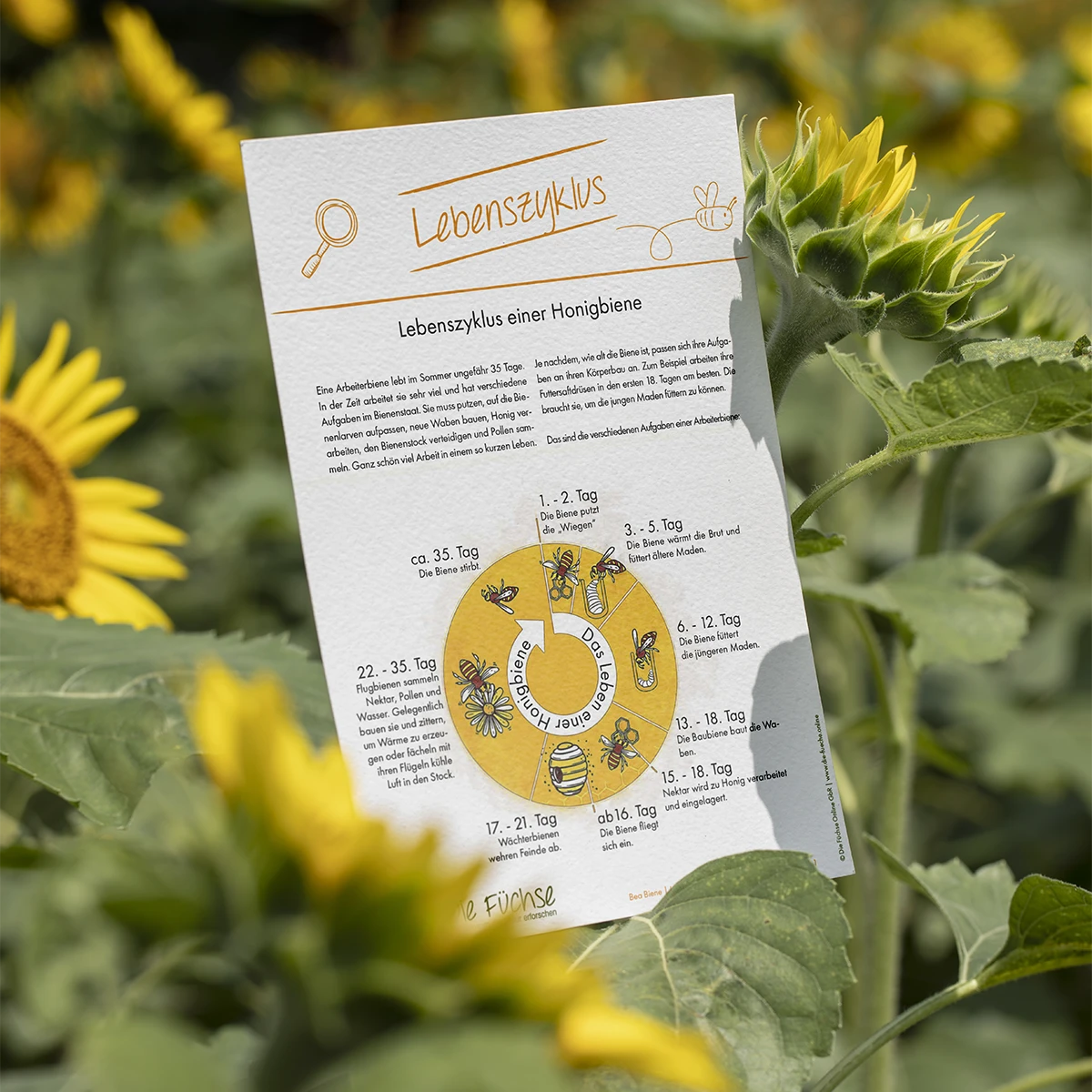 Experiment- oder Forscherseite aus dem BEA-Modul