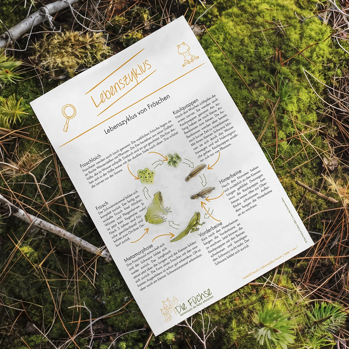 Arbeitsblatt zum Lebenszyklus des Frosches